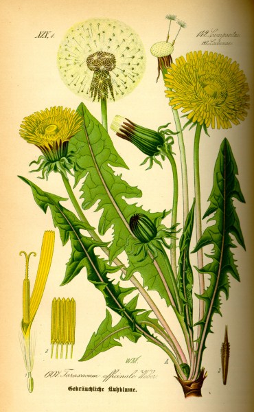 Illustration Taraxacum officinale0