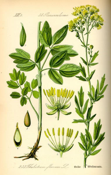 Illustration Thalictrum flavum0