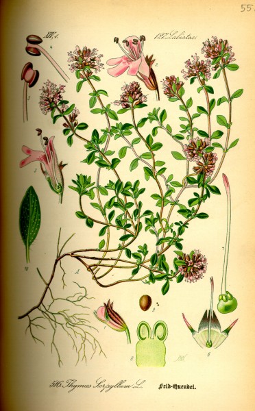 Illustration Thymus serpyllum0