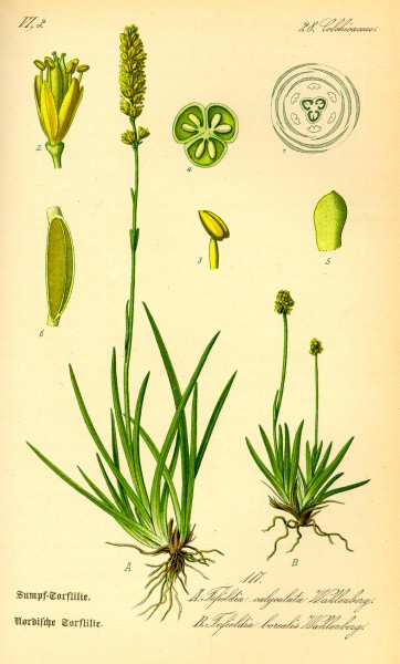 Illustration Tofieldia calyculata0