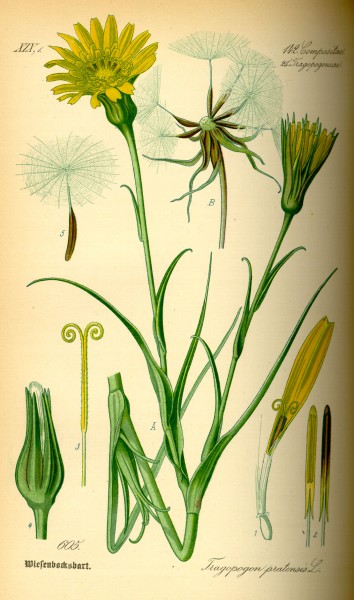 Illustration Tragopogon pratensis0