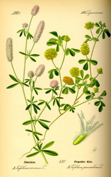 Illustration Trifolium campestris0