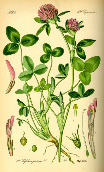 Illustration Trifolium pratense0