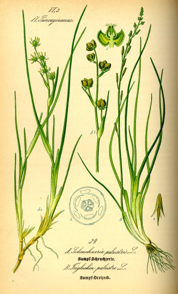 Illustration Triglochin palustre0
