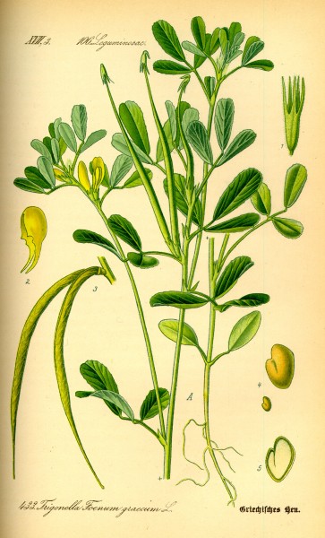 Illustration Trigonella foenum-graecum0