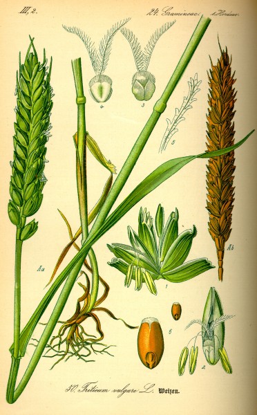 Illustration Triticum aestivum1