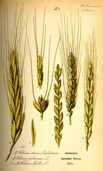 Illustration Triticum spelta0