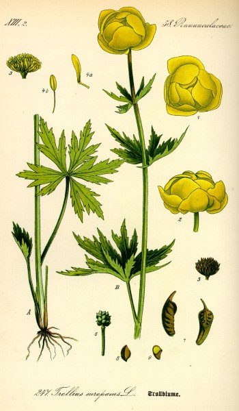 Illustration Trollius europaeus0