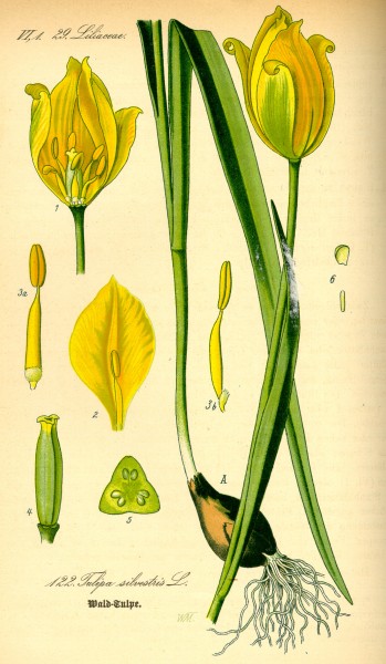 Illustration Tulipa sylvestris0