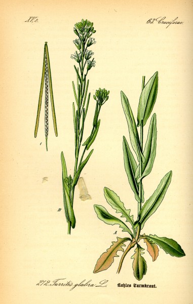 Illustration Turritis glabra0