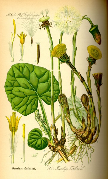 Illustration Tussilago farfara0