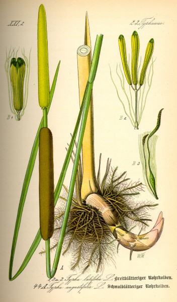 Illustration Typha latifolia0