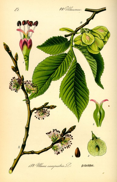 Illustration Ulmus carpinifolia0