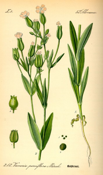 Illustration Vaccaria hispanica0