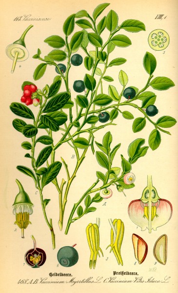 Illustration Vaccinium myrrtillus0