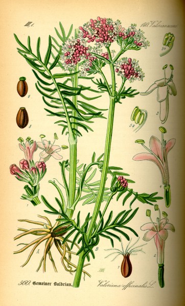 Illustration Valeriana officinalis0