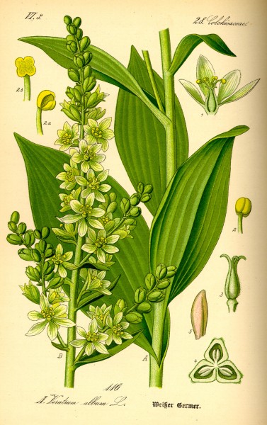 Illustration Veratrum album0