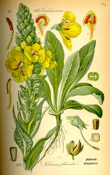 Illustration Verbascum phlomoides0