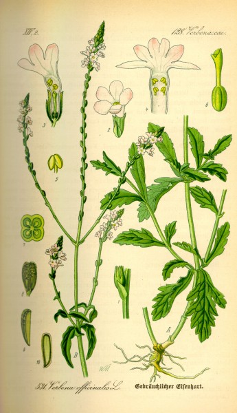 Illustration Verbena officinalis0