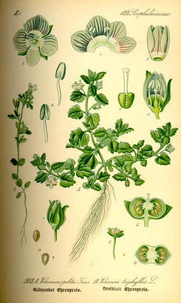 Illustration Veronica triphyllos0