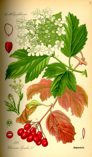 Illustration Viburnum opulus0