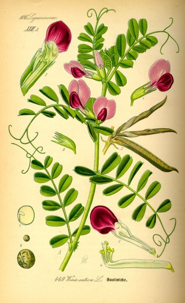 Illustration Vicia sativa0