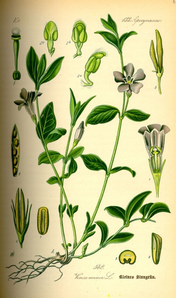 Illustration Vinca minor0