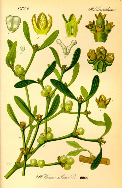 Illustration Viscum album0