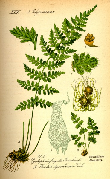 Illustration Woodsia alpina0