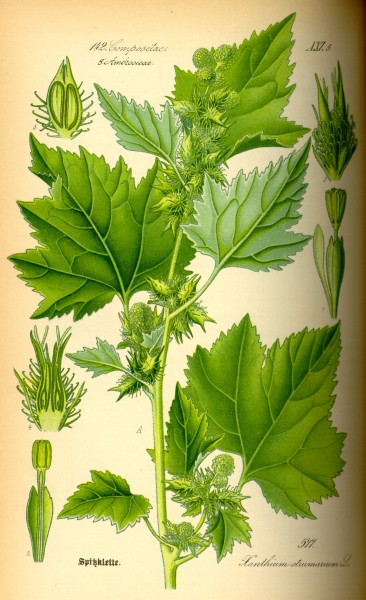 Illustration Xanthium strumarium0