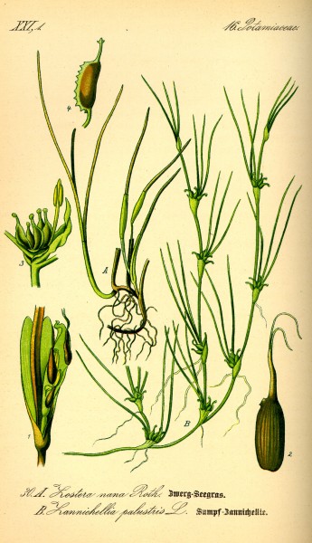 Illustration Zostera noltii0