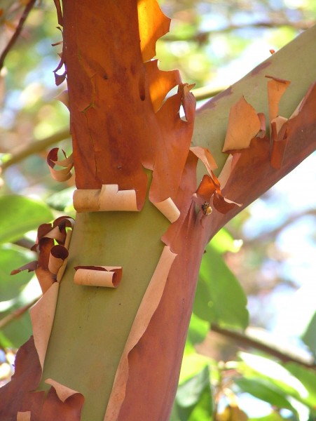 Image-Pacific Madrone Arbutus menziesii Branch Fork 2120px