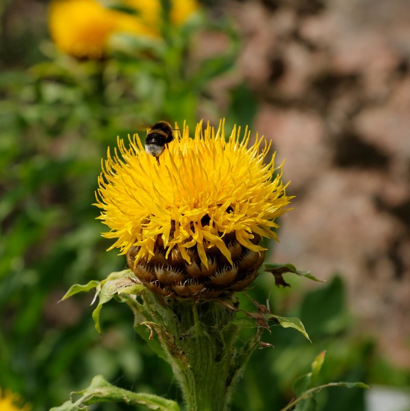 IMG 1538-Centaurea macrocephala