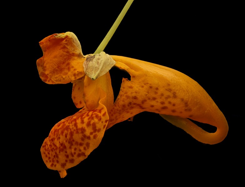 Impatiens capensis, Jewelweed, Howard County, MD, Helen Lowe Metzman 2017-09-28-17.52 (24349699538)