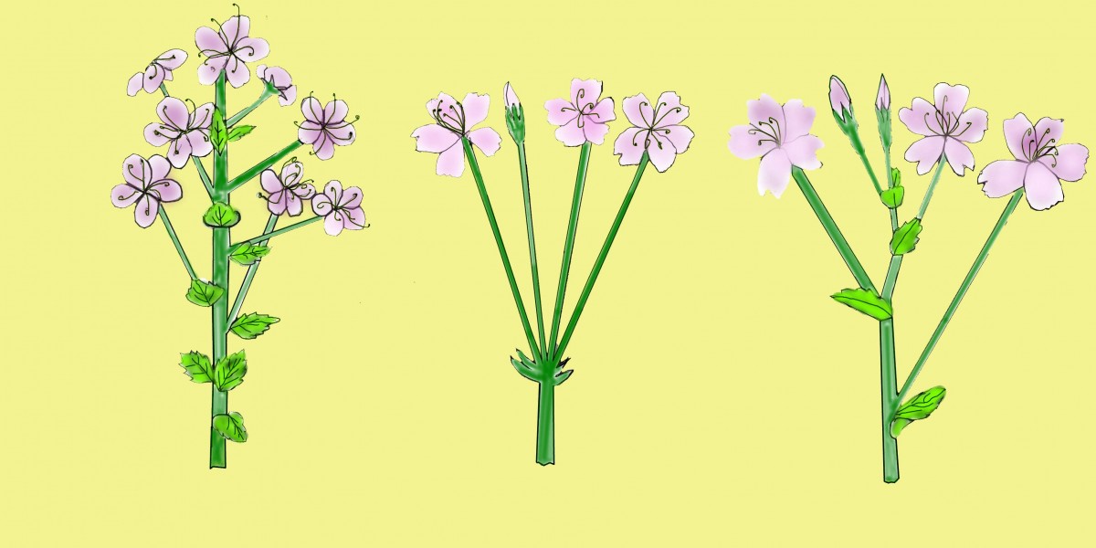 Inflorescence of sakura