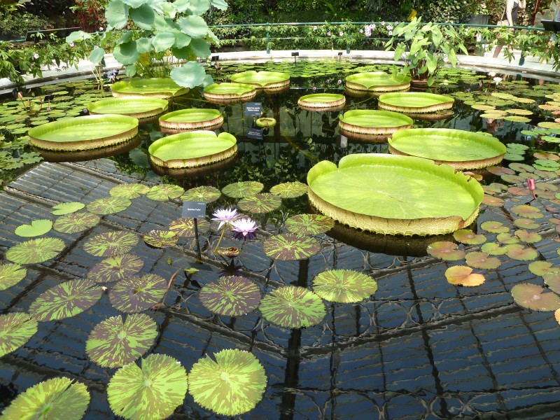 Interiors of Kew Gardens Water Lily House - Santa Cruz Waterlily - Victoria Cruziana P1170614