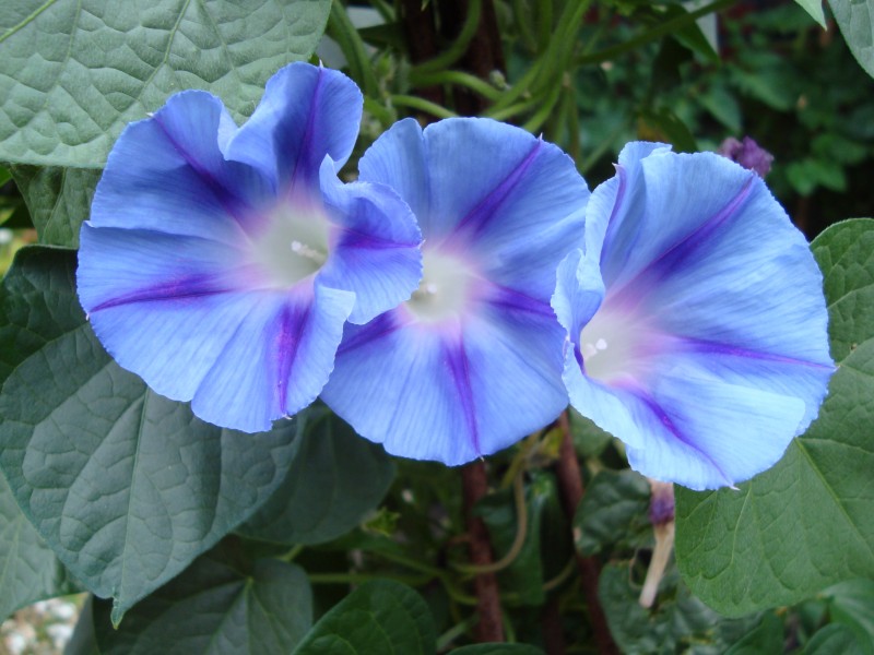 Ipomoea purpurea Light Blue Star1b.UME