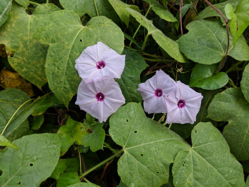 Ipomoea sp 27