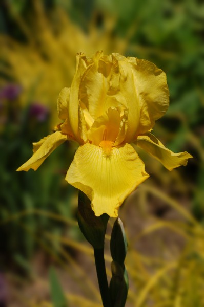 Iris cultivar (1990-131-A)