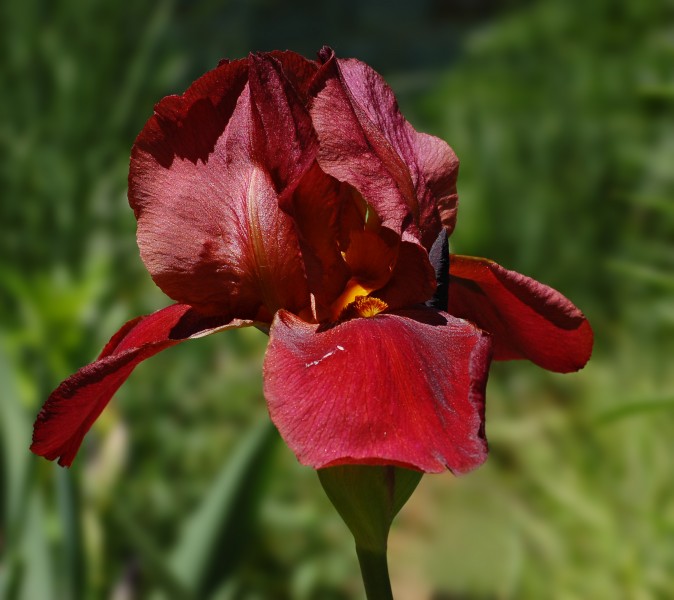 Iris cultivar (2005-0606-A)