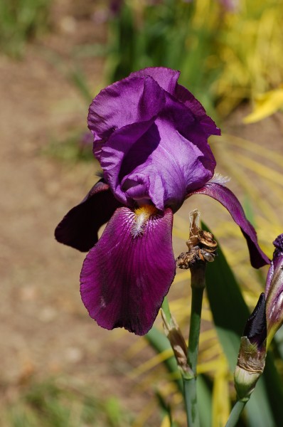 Iris cultivar (X-2649-A)