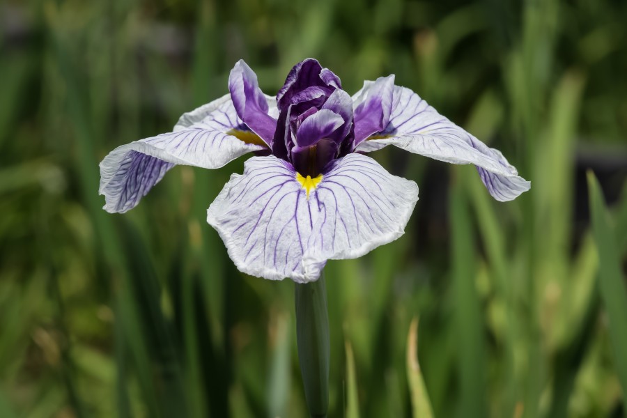 Iris ensata 2013-06-14