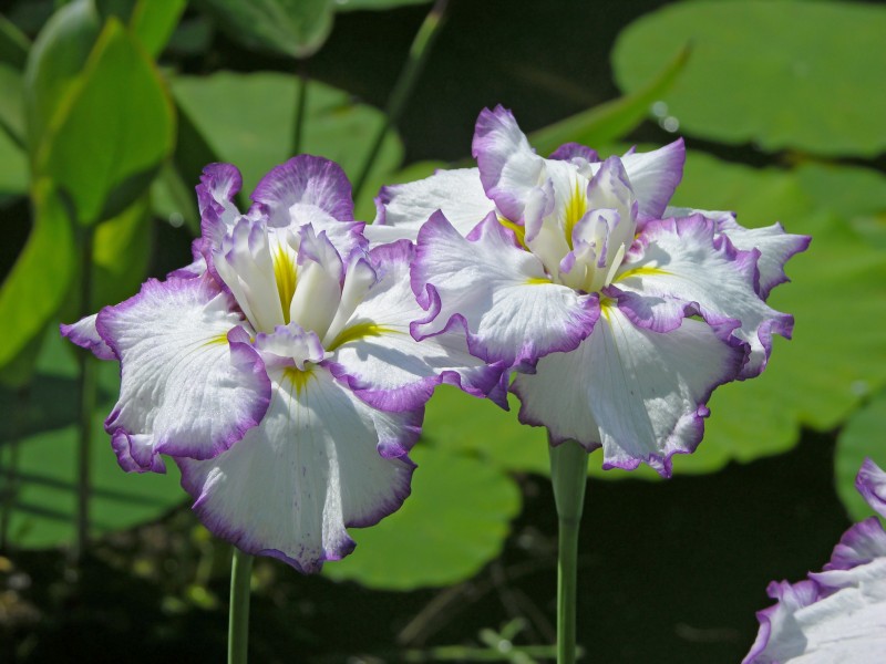 Iris ensata, 'Arctic Fancy' cultivar (Chanticleer Garden)