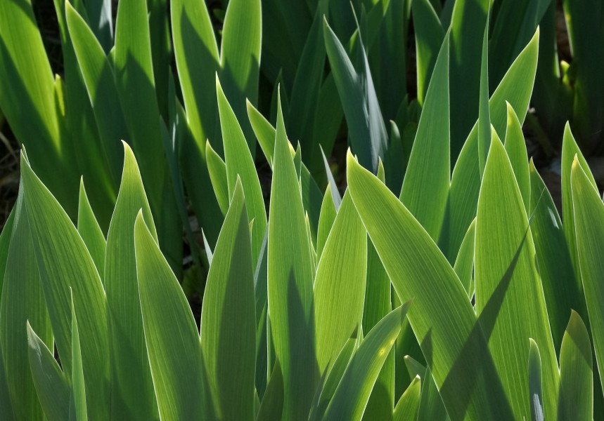 Iris Feuilles2 c-j FR 2013
