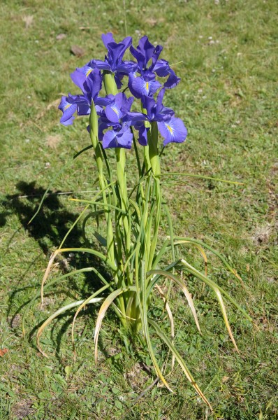 Iris latifolia 01