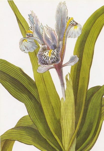 Iris planifolia RHS