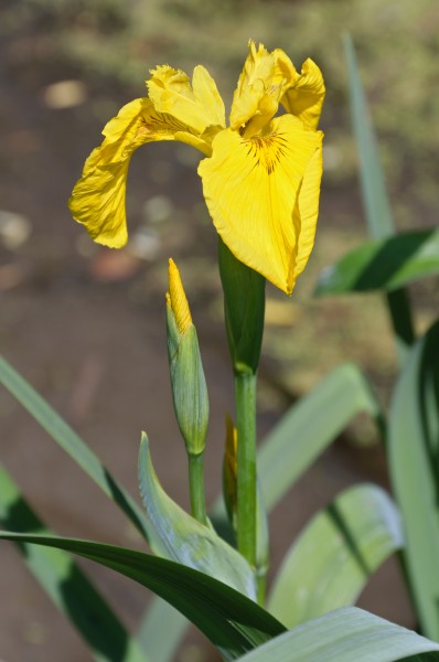 Iris pseudacorus iris des marais