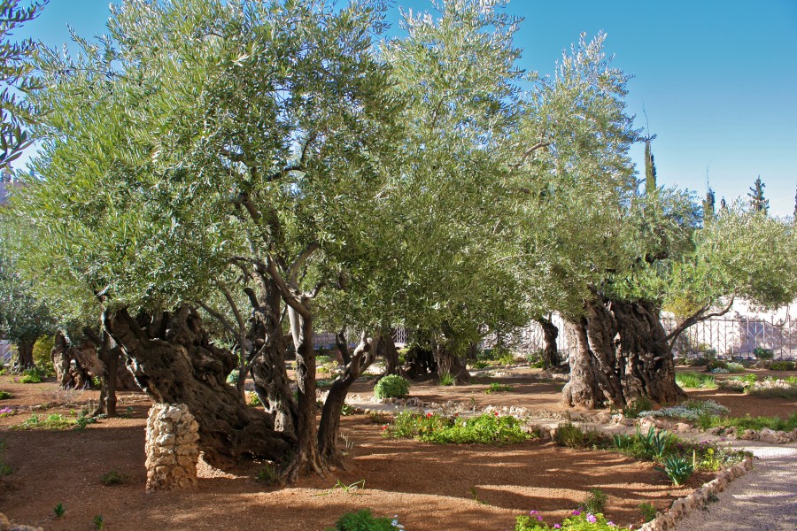 Israel - Jerusalem - Mount of Olives - 11 (4261509247)