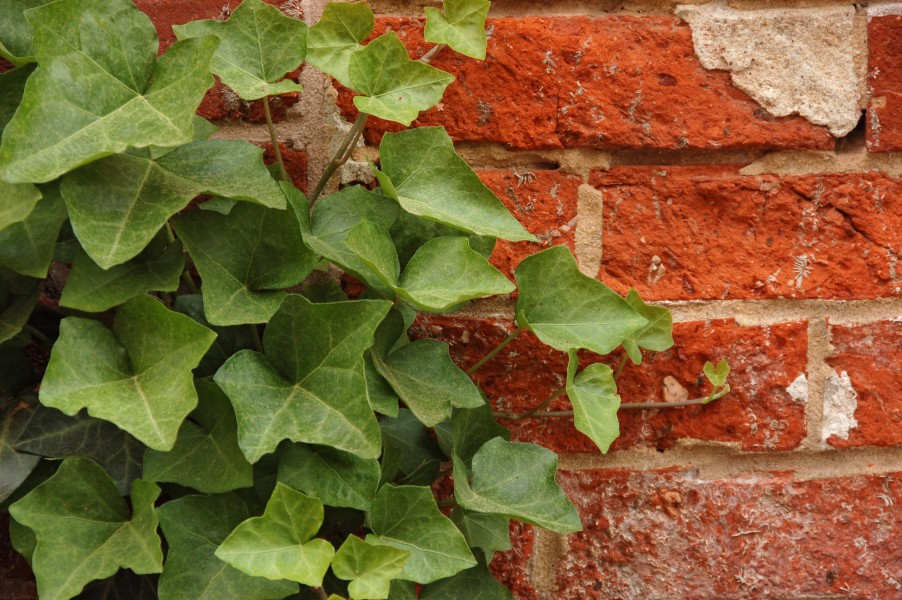 Ivy Hedera Red Brick Wall Closeup 3008px