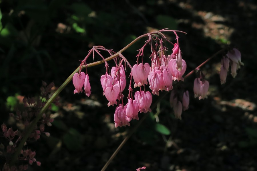 J20150605-0050—Dicentra formosa—RPBG (18399408850)